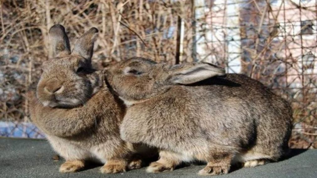 Los conejos respiran tranquilos en la Patagonia.