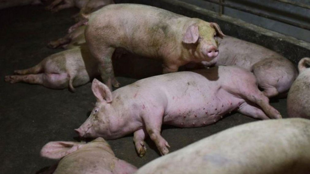 La gripe porcina no afecta a los seres humanos y su carne "puede ser consumida".