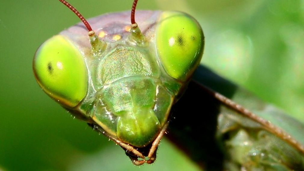 La mantis religiosa es un potente depredador cuya dieta es completamente carnívora (imagen ilustrativa).
