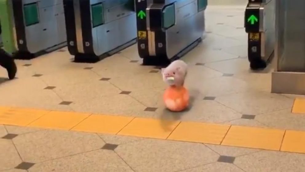 Las imágenes del cerdito se volvieron virales en las redes sociales (Captura de video).