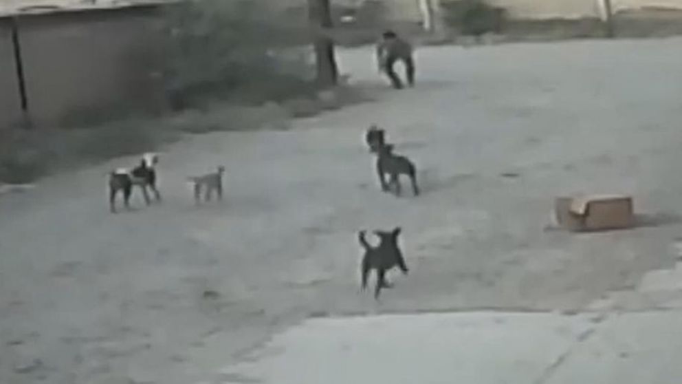 Jauría de perros ataca y asesina a un hombre que caminaba por la calle (Captura de video)