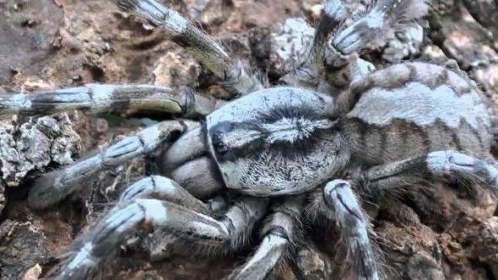 Según un experto, el animal parece ser una tarántula rosada o “alguna más o menos parecida”.
