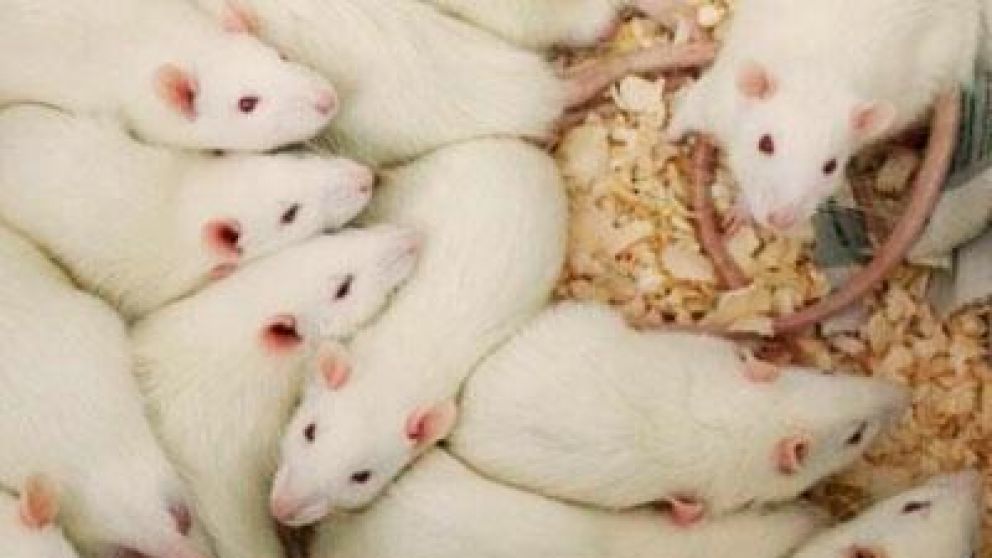 Después del experimento, varios ratones terminaron con el doble de masa muscular promedio (imagen ilustrativa).