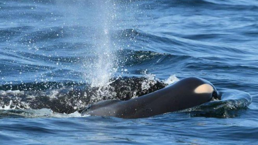 La orca que cargó durante 17 días con su cría muerta volvió a ser madre