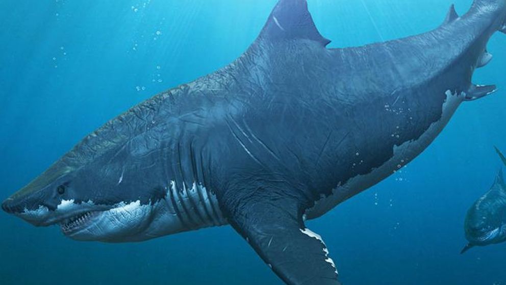 Los megalodones vivieron en la Tierra desde hace 23 a 3.6 millones de años (imagen ilustrativa).