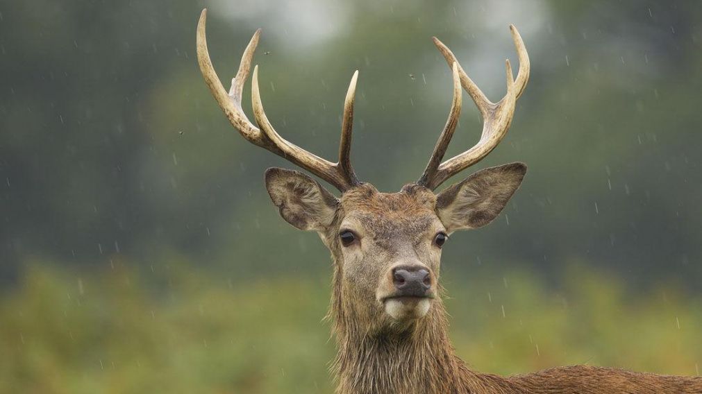 El animal se abalanzó sobre el cazador y le clavó sus astas en el cuello (imagen ilustrativa).