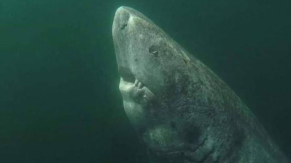 El tiburón habría nacido un año antes de la muerte de Cristobal Colón.