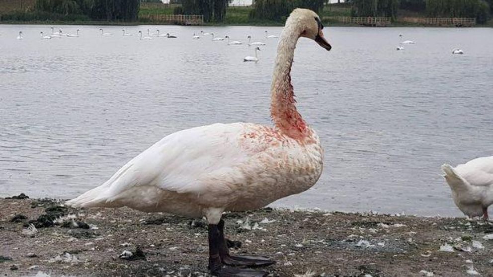 Los oficiales descubrieron los proyectiles en el cuerpo del ave el último jueves (Gentileza Policía de Greenwich).