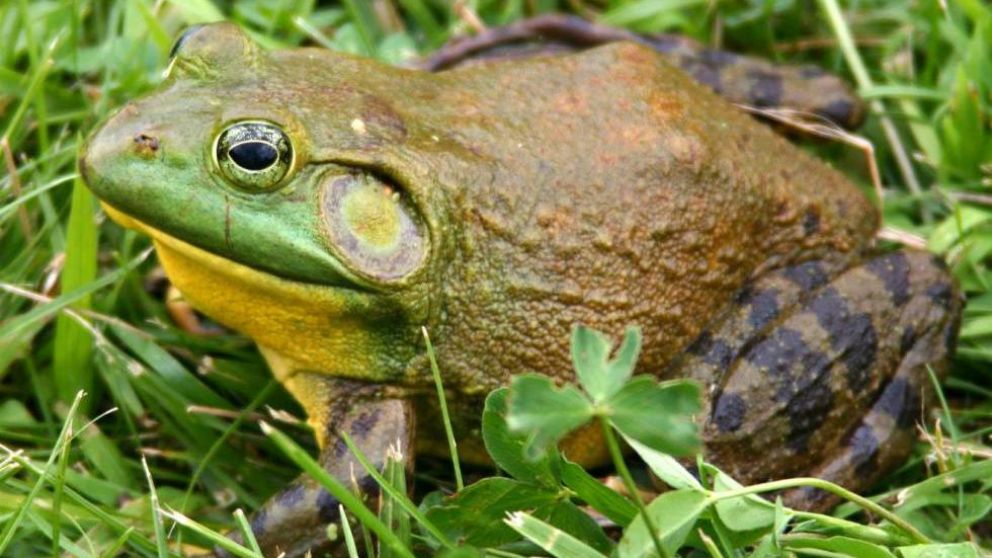 Es uno de los 12 animales que más daño le causa a nuestro hábitat (Imagen ilustrativa).