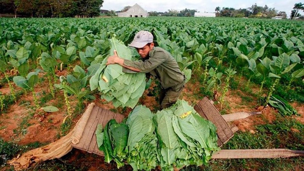 Preocupación en el sector del tabaco (Imagen ilustrativa).