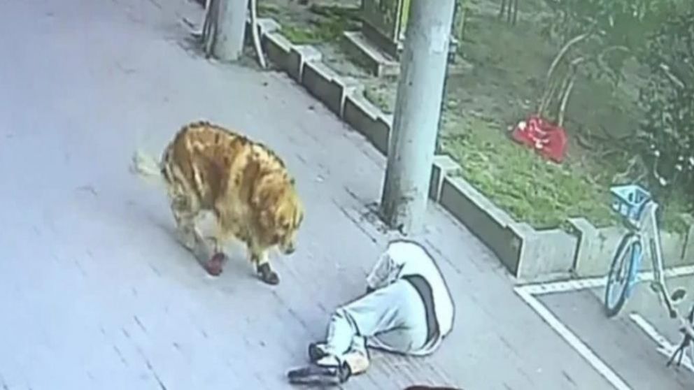 Video insólito: paseaba a su perro y lo noqueó un gato que cayó del cielo.