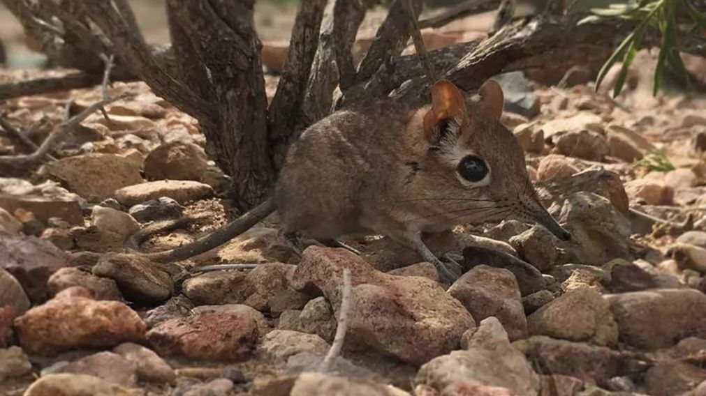 Este animal, que tiene el tamaño de un ratón, fue hallado en África (Gentileza AFP).