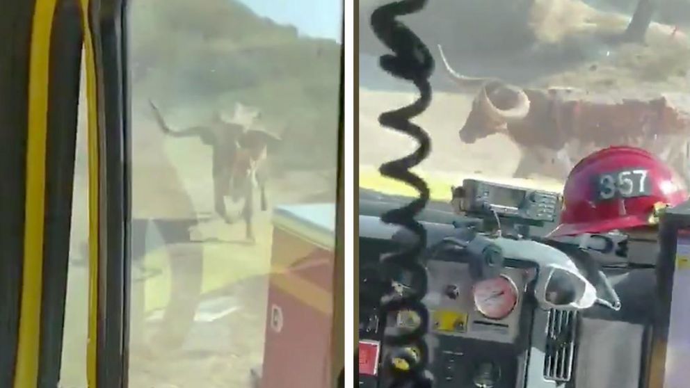 La criatura arremetiendo contra los trabajadores (Captura de video).