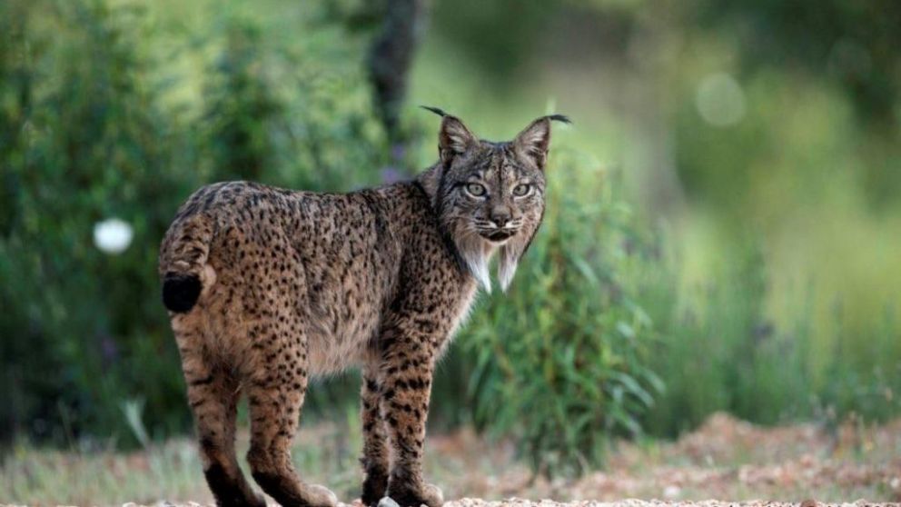 El temido felino se enfrento al reptil (Imagen ilustrativa).