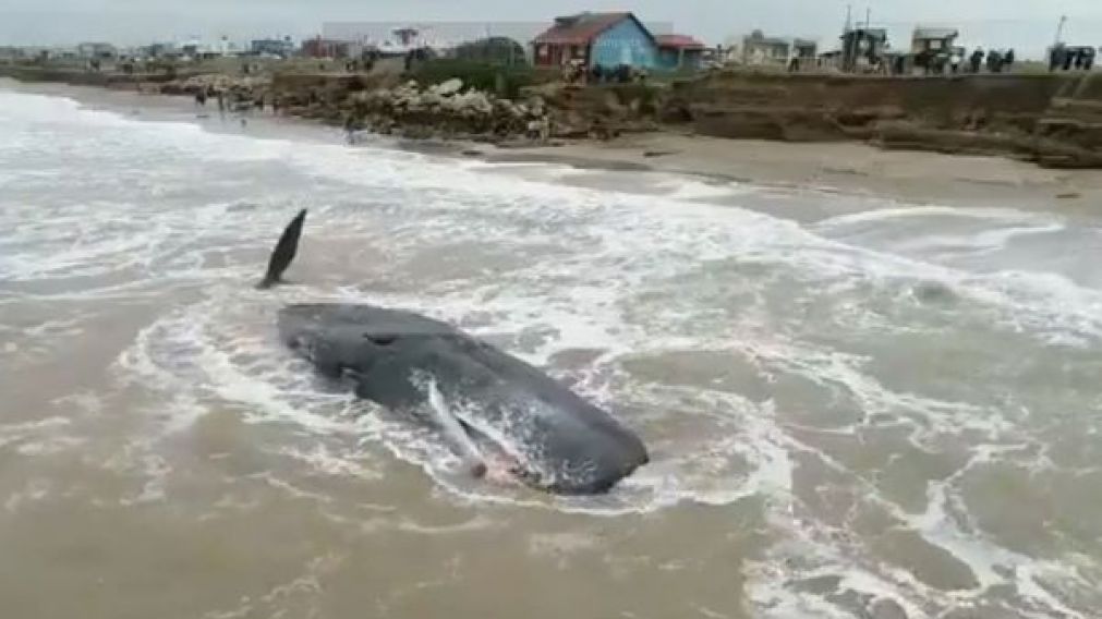 Enterrarán en la playa al cachalote que murió varado al norte de Santa Clara del Mar.