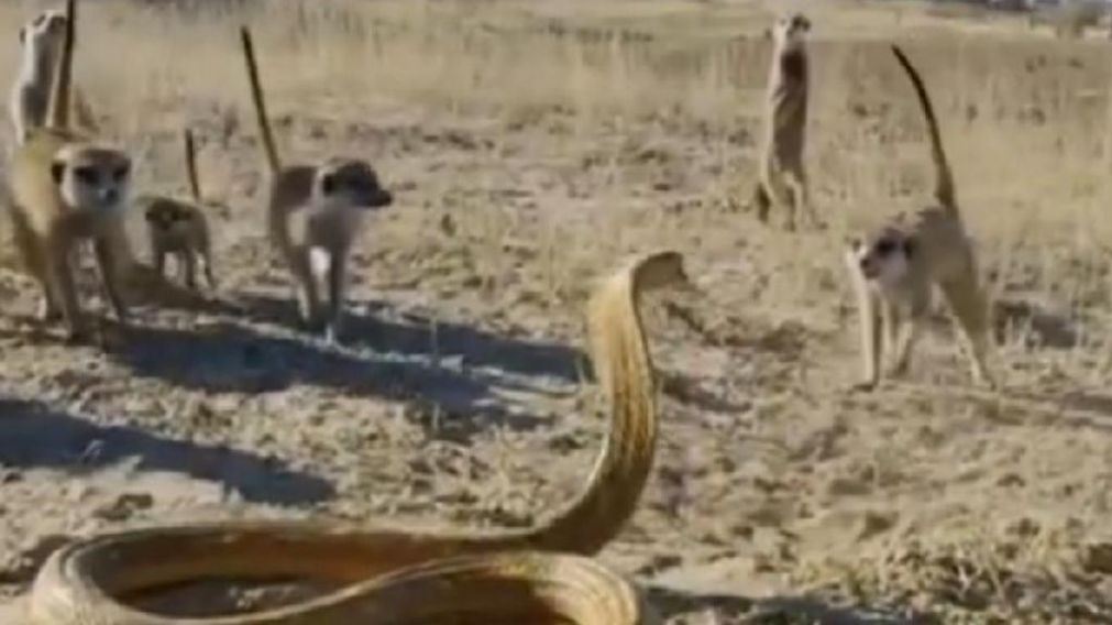 Un grupo de suricatas desarrollan una especia de "danza de la muerte" para defenderse de una cobra.