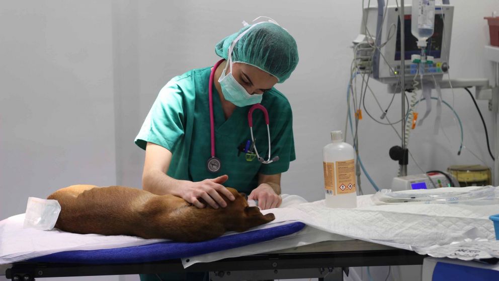 La fecha de inauguración de las clases de veterinaria comenzaron el 6 de agosto de 1883.