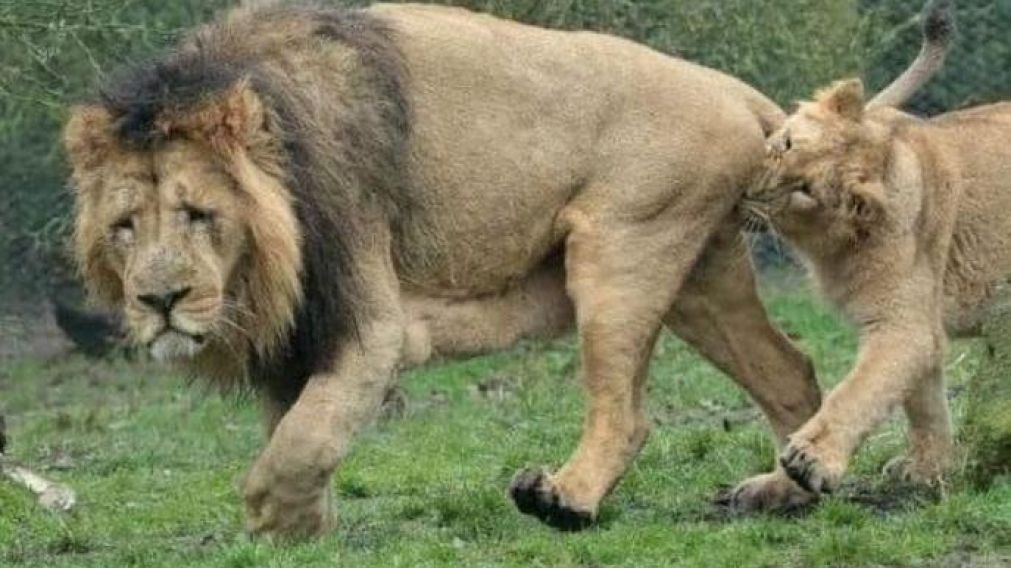 Los propios cuidadores del zoológico publicaron las imágenes en 2019.