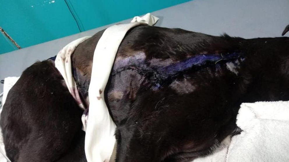 Los especialistas consideran la posibilidad de que el animal haya sido atropellado.