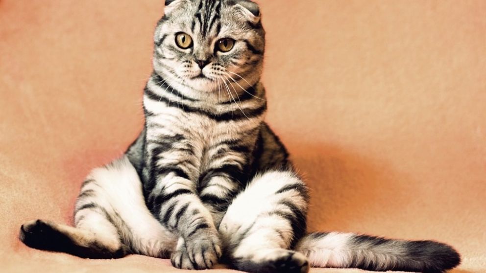 El gato, no tan inocente.