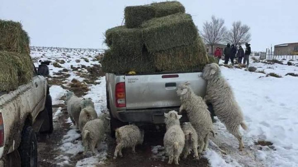 Los animales sufren la falta de comida, producto de las condiciones clim�ticas.