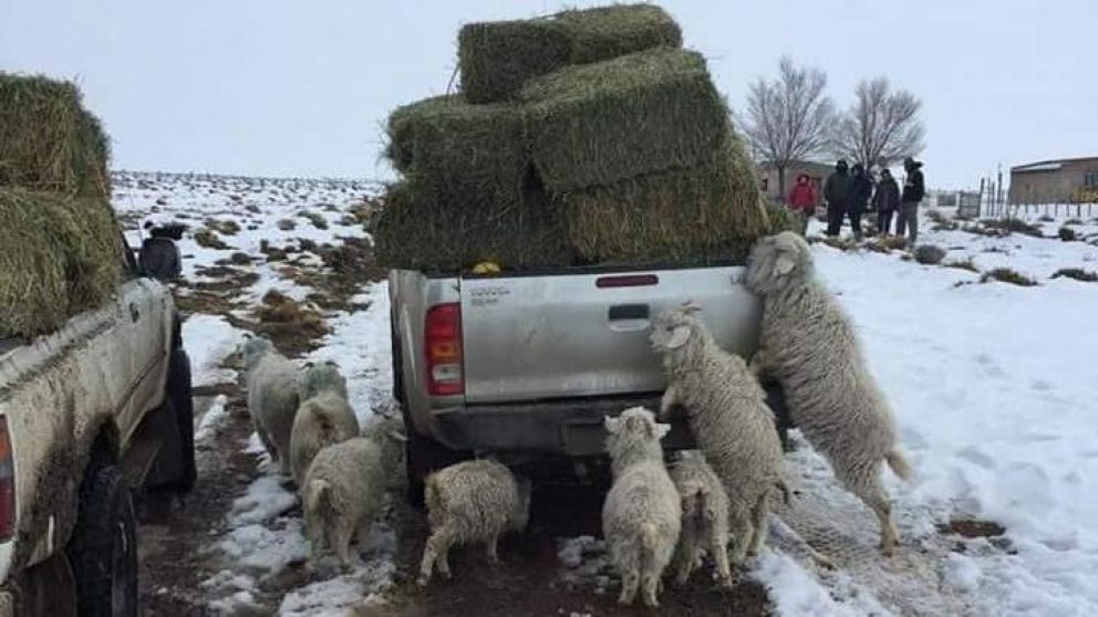 Los animales sufren la falta de comida, producto de las condiciones climáticas.