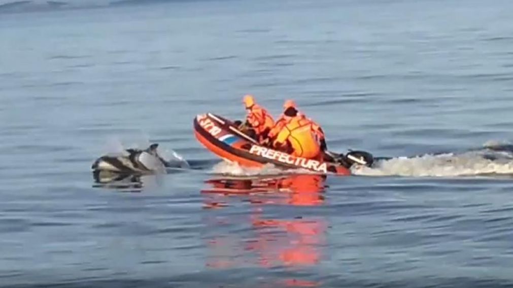 Así delfines australes "patrullan" el Canal Beagle. (Captura de video)