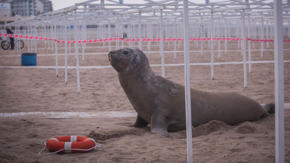 Mar del Plata: sorpresa por elefante marino que apareció en la playa La Perla. (Télam)