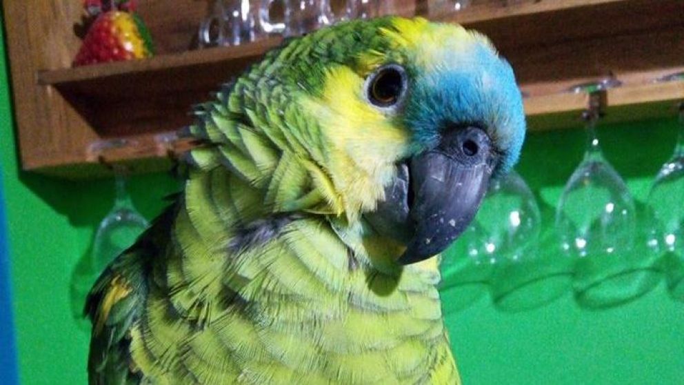 El ave se fue volando de su casa ubicada en Paracas 3078, partido de Malvinas Argentinas.