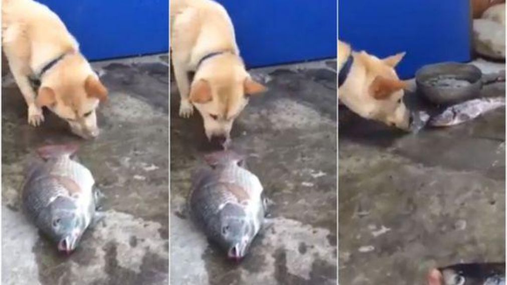 Imágenes captaron cómo el perro intentó salvar a los peces (Captura de video).