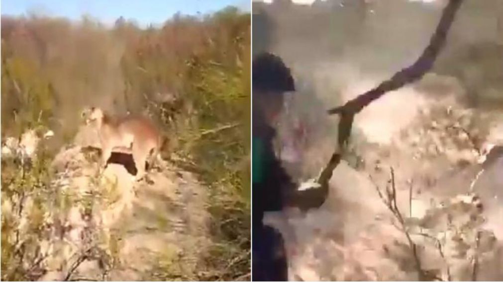 En la filmaci�n�se puede ver c�mo�el animal se encuentra totalmente desorientado. (Captura de video)