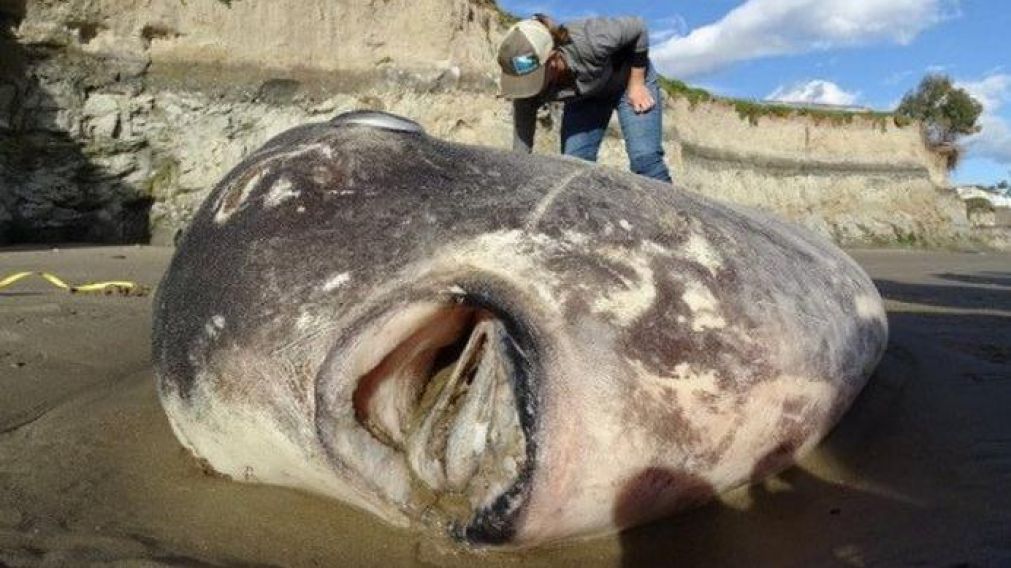 El animal fue descubierto en la localidad australiana de Kennett River (Twitter).