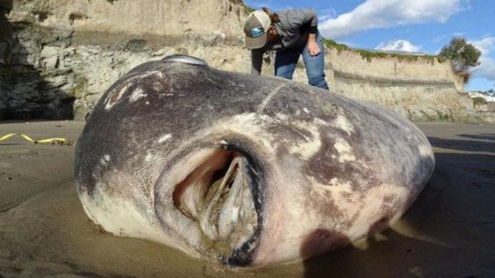 El animal fue descubierto en la localidad australiana de Kennett River (Twitter).