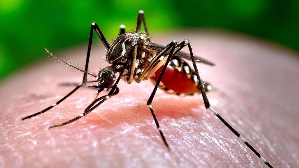 El virus es transmitido por mosquitos (Imagen ilustrativa).