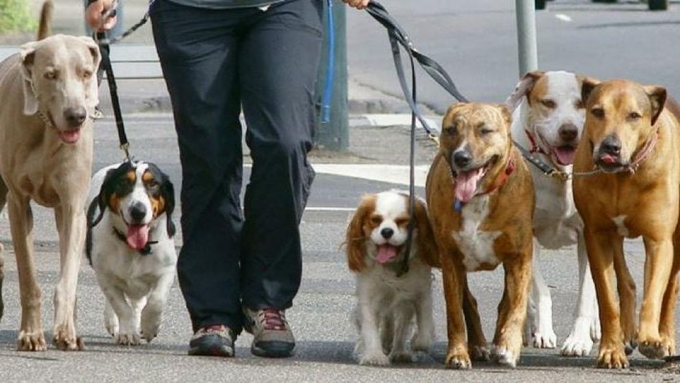 Hay diferentes razas de perros que se encuentran en peligro de extinción (imagen ilustrativa).