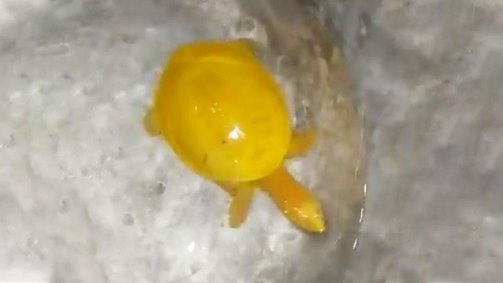 Es considerada una especie amenazada.