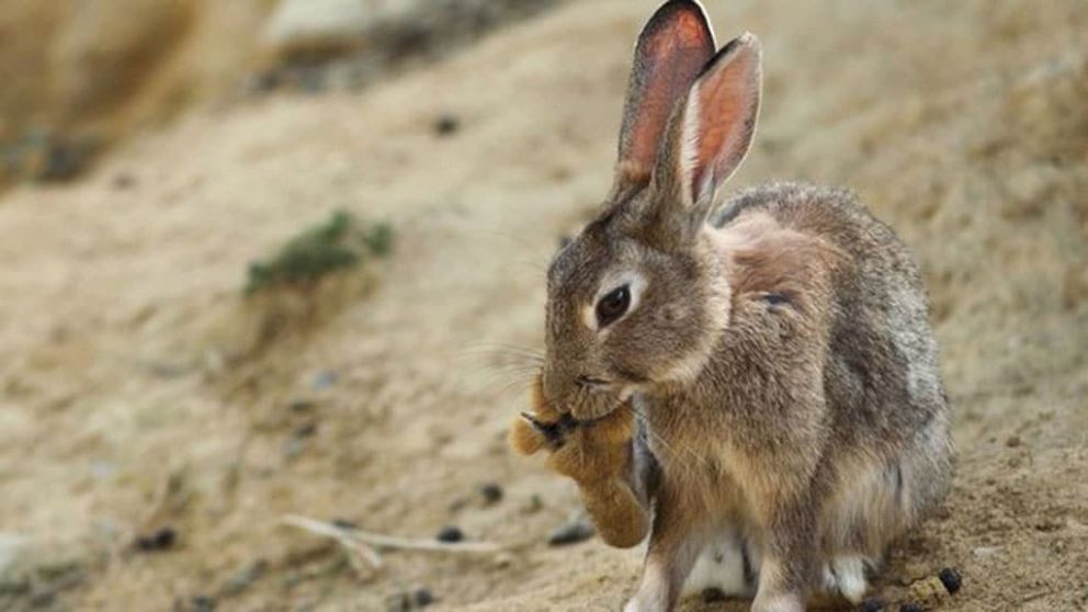 El Conicet apeló un fallo que prohibió la matanza de conejos en Ushuaia.