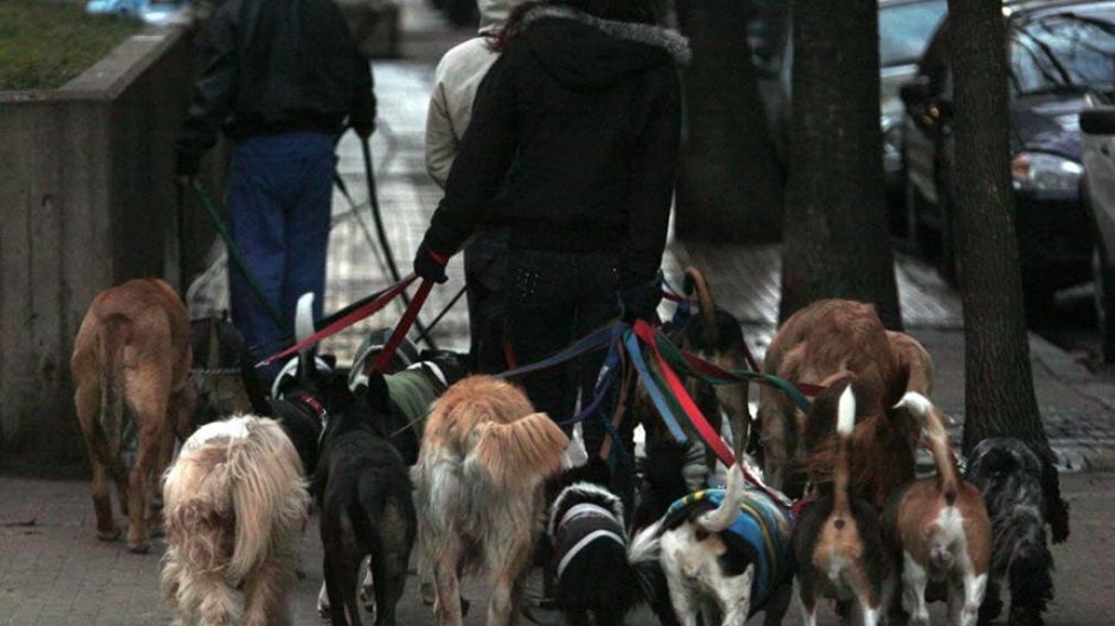 El regreso de los paseadores de perros en Capital se enmarca dentro de un plan integral (Télam/Archivo).