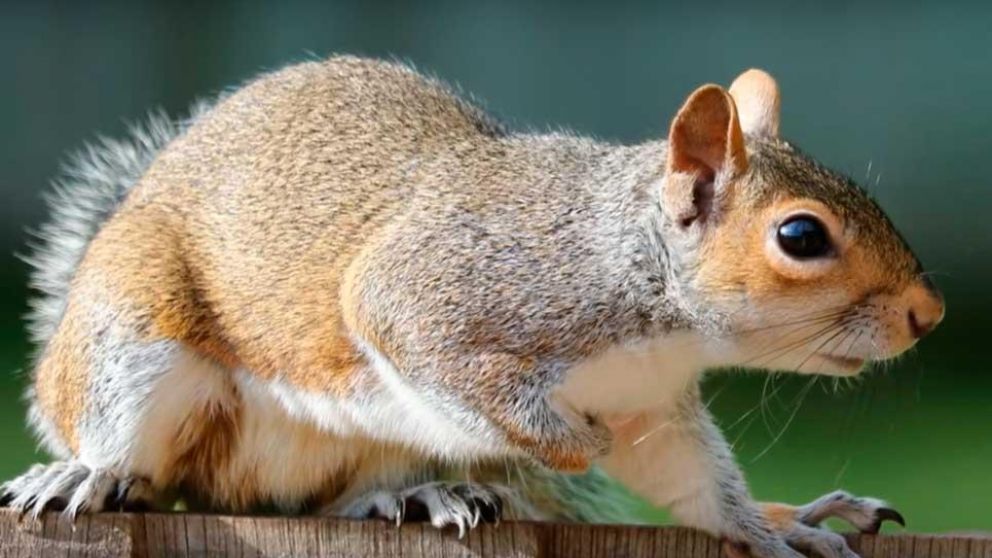 Las tiernas criaturas siempre nos dan que hablar (Imagen ilustrativa).