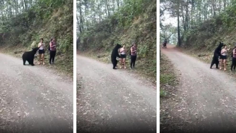 Se le acercó el animal y se sacó una selfie. (Captura video)