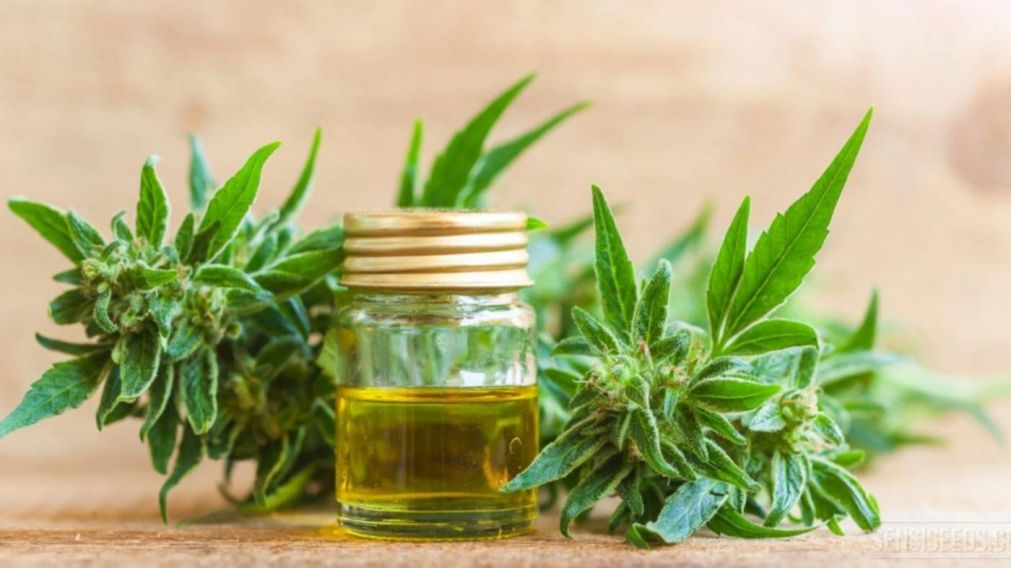 El aceite de cannabis es utilizado para paliar los dolores producidos por los tratamientos contra el cáncer.