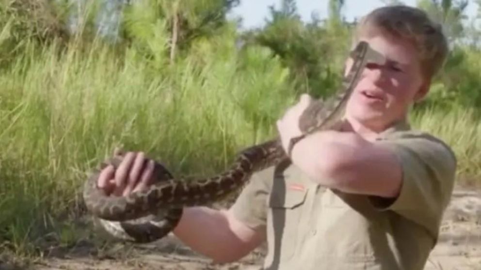 Otro Irwin atacado por una pit�n (Captura de video).