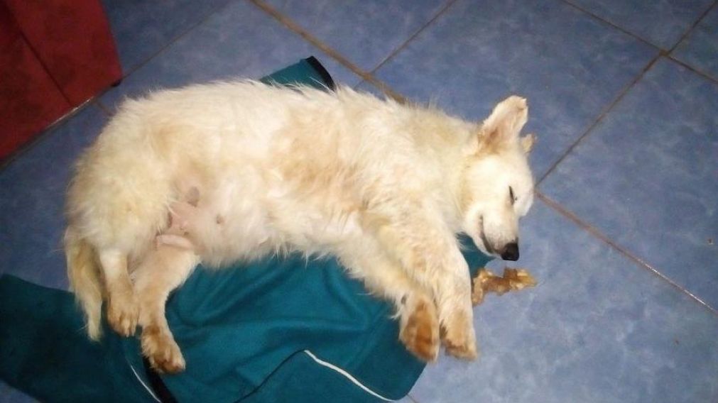 El agresor tiene más antecedentes de maltrato animal en el barrio.