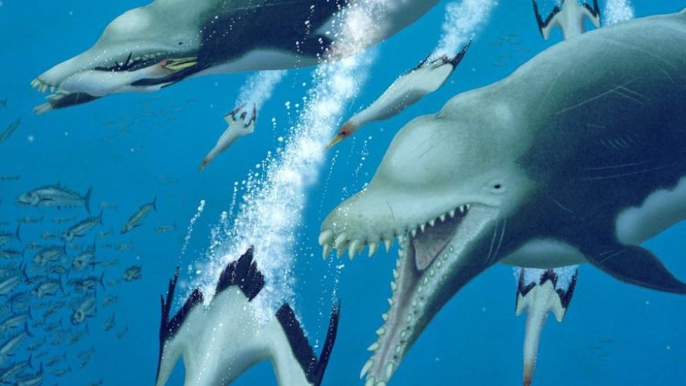 Revelaron que el delfín estaba en el puesto más alto de la cadena alimenticia marina hace millones de años.