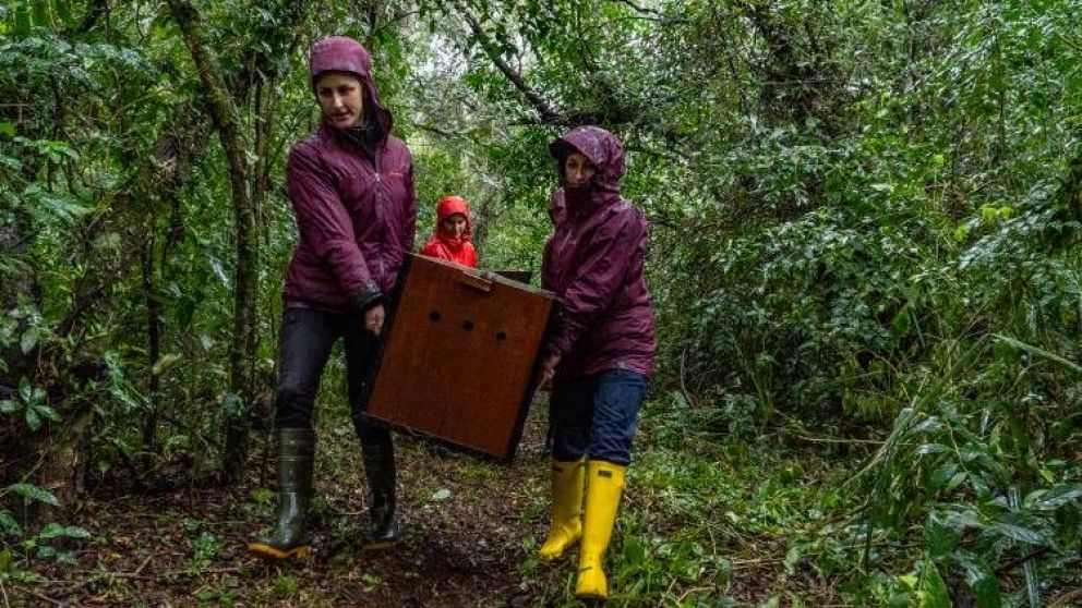Los pecaríes fueron trasladados desde Córdoba a la provincia de Corrientes.