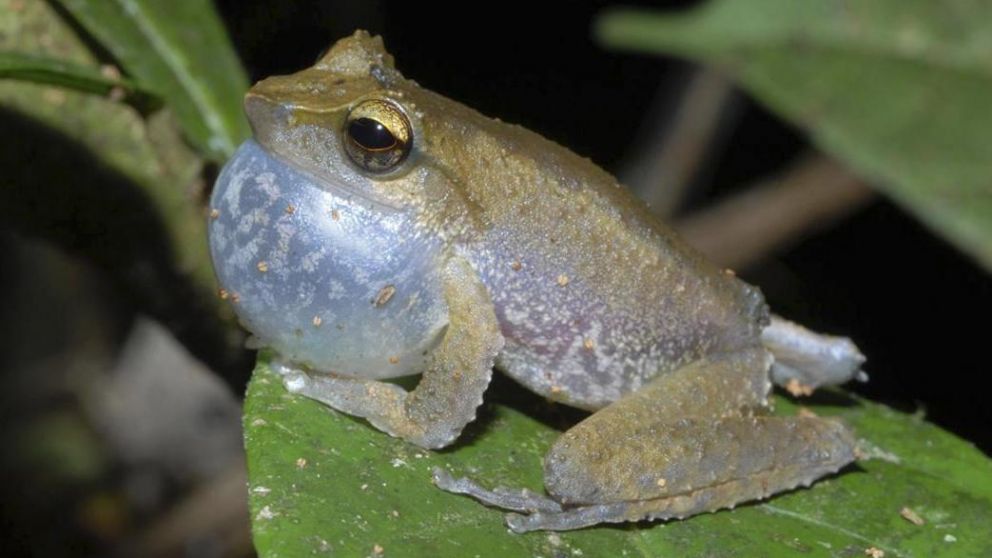 Científicos argentinos descubren la proteína que les permite camuflarse a las ranas