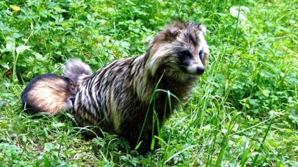 El llamativo ejemplar que causa estragos en el Reino Unido.