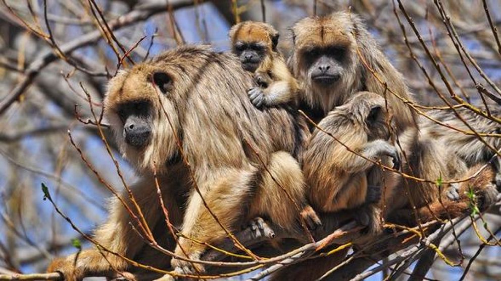 Los monos aulladores carayá suelen habitar en climas tropicales (imagen ilustrativa).