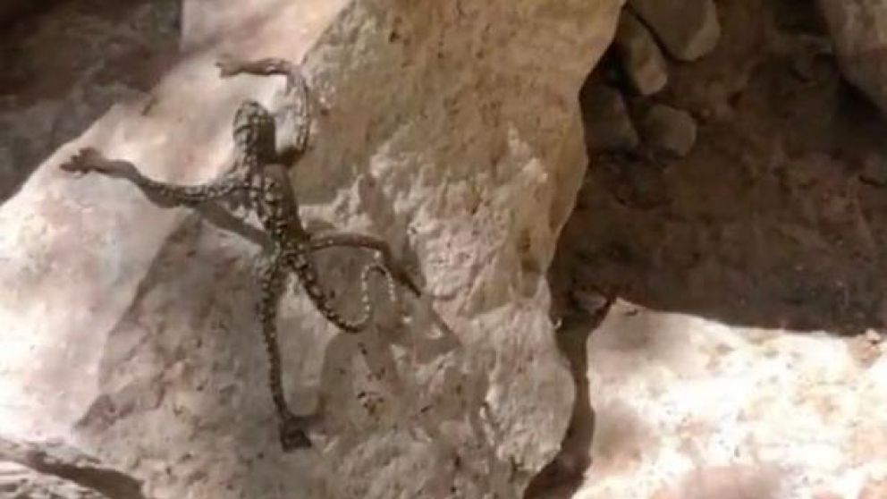 El extraño lagarto fue registrado en medio de unas rocas (Captura).