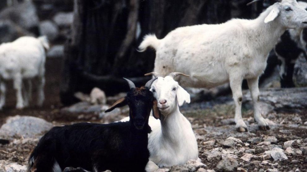 Por el momento, la comercialización será sólo en el mercado interno (Imagen ilustrativa).
